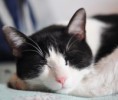 /album/fenykepgaleria/sleeping-cat-jpg/